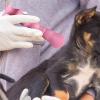 Silicone Dog Applicator view 3