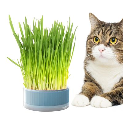 Raxove Cat Grass Grower