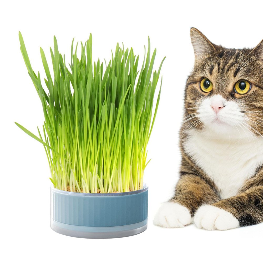 Raxove Cat Grass Grower