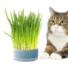 Raxove Cat Grass Grower view 1