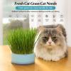 Raxove Cat Grass Grower view 2