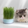 Raxove Cat Grass Grower view 3