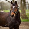 MTB Equestrian Soft Leather Horse Halter, Fully Padded, Adjustable on Both Sides, Black, Pony view 2