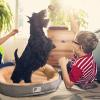 PETCUTE Washable Dog Bed for Small, Medium, and Large Dogs view 2