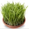 R&R SHOP Grass Seed Mix for Dogs, Fast Growing for a Happy Dog, High-Quality European Seeds (150 g) view 2