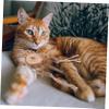 POPETPOP 6-Piece Interactive Cat Toy Set view 4