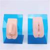 LBMED Urinary Catheterization Training Model for Women and Men view 2