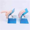 LBMED Urinary Catheterization Training Model for Women and Men view 3