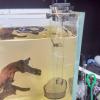 Onlynery Aquarium Feeding Tube view 2