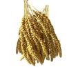 Dovita Vital Yellow Spray Millet (6 kg) view 1