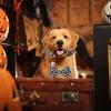 Bow Tie Collar for Dogs, Halloween Bow Tie with Bell view 3