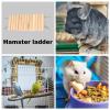 Hamster Climbing Ladder view 3