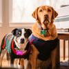 2-Pack Engraved Dog Bone Tags, Fuchsia, with Key Rings view 4