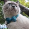 Lambo Bow Tie Collar for Dogs | Non-Irritating Pet Collar for Dogs and Cats view 2