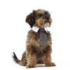 POPETPOP 3-Piece Striped Pet Bow Tie Set with Adjustable Closure for Weddings and Parties view 2