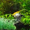ifundom 3-Piece Artificial Aquarium Plants, Green Plastic Decor view 3