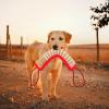 Mipcase Dog Bite Toy, Durable Rubber Stick for Outdoor Training view 3
