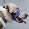 Onlynery Nylon Dog Muzzle view 2