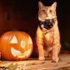BUNIQ Halloween Cat Collar view 2