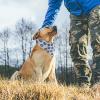 Blueberry Dog Bandana view 4