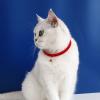 Haloppe Pet Collar Mini Star Pendant Red M view 2