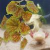 Minkissy Artificial and Natural Hide for Climbing Animals and Reptiles view 3