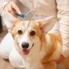 AAKOMA Pet Hair Remover view 3