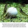 Tyenaza Filter Balls for Aquariums view 4