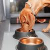 TRIXIE Stainless Steel Dog Bowl, 900 ml, 23 cm, Non-Slip, Black/Bronze view 3