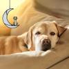 COSINE Sympathy Gift for Dog Loss view 2
