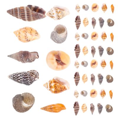 TEHAUX Natural Decorative Shells for Mini DIY Projects, Maritime and Tropical Arrangements