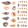 TEHAUX Natural Decorative Shells for Mini DIY Projects, Maritime and Tropical Arrangements view 1