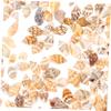 TEHAUX Natural Decorative Shells for Mini DIY Projects, Maritime and Tropical Arrangements view 2