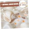 TEHAUX Natural Decorative Shells for Mini DIY Projects, Maritime and Tropical Arrangements view 4