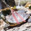 Beaupretty Turtle Leash view 2