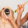Minkissy Finger Toothbrush - Portable Pet Toothbrush view 4
