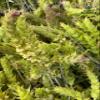 DONA NATURAE | Greek Organic Mountain Tea from Olympus (200 g) | Sideritis scardica | Whole Stems | Economical Packaging (200 g) view 4