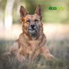 ECOMFY Olive-Colored Eco-Friendly Chew Toy for Dogs, Snack Ball 8.5 cm view 3