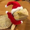 Topiky Reptile Christmas Costume Set with Hat and Scarf view 2