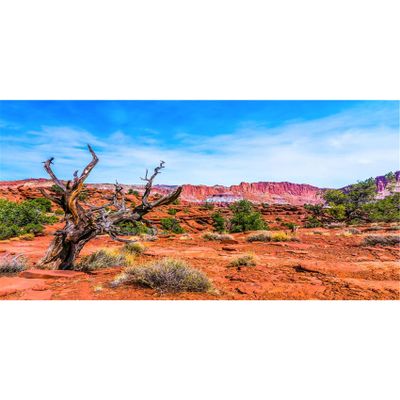 MIRRORANG 91 x 50 cm Vinyl Terrarium Background – Blue Sky, Mountains, Oasis, Desert, Sun and Gobi