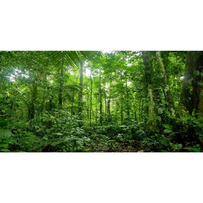 MIRRORANG 120 x 46 cm Tropical Rainforest Terrarium and Aquarium Background