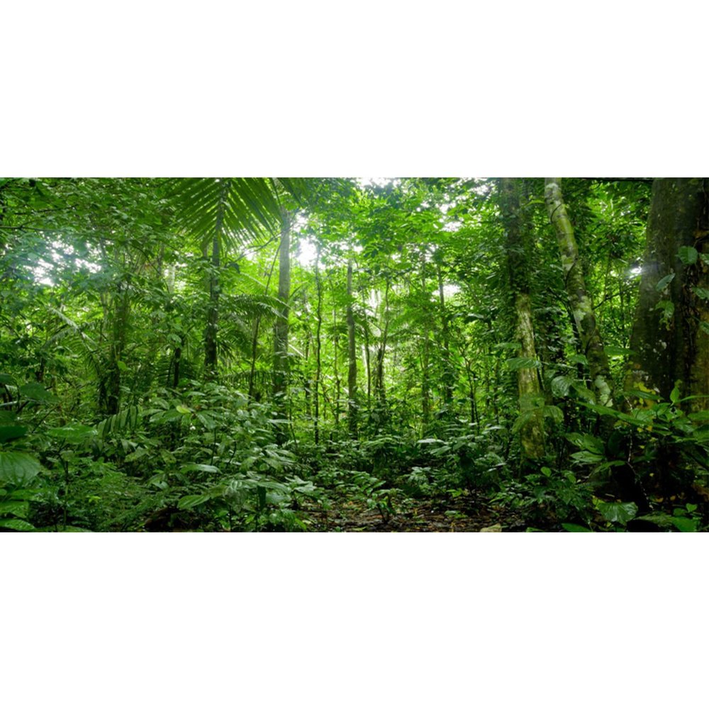 MIRRORANG 120 x 46 cm Tropical Rainforest Terrarium and Aquarium Background