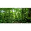 MIRRORANG 120 x 46 cm Tropical Rainforest Terrarium and Aquarium Background view 1