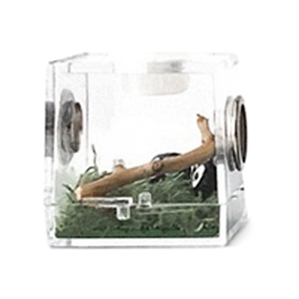 Transparent Insect Breeding Box
