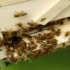 Rapeseed Honey 2 x 500 g – Genuine German Honey view 3