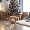 XJKLBYQ Lion Mane Costume for Cats view 4