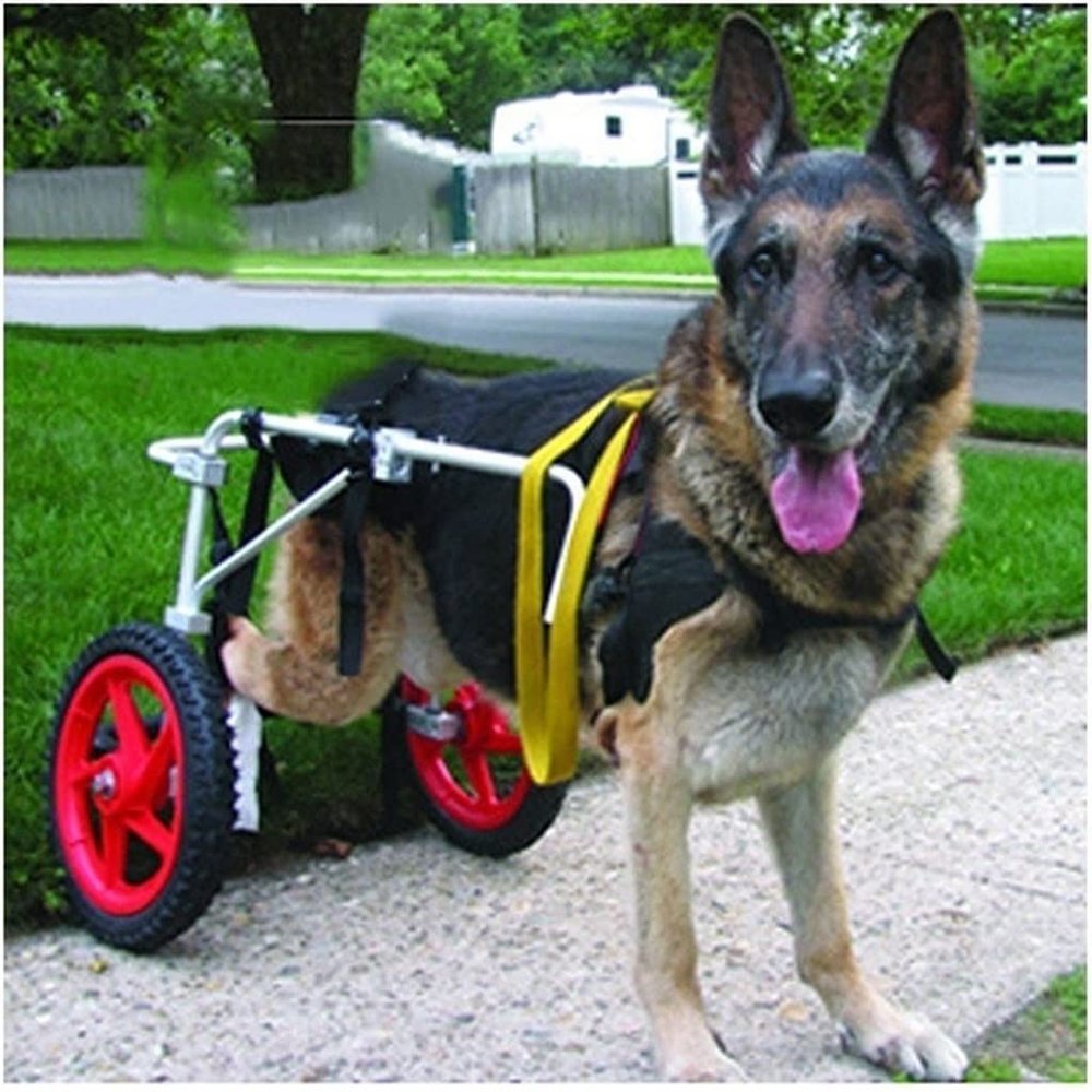 Large Dog Wheelchair for Hind-Leg Mobility Assistance
