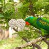 CENMOO Parrot Toy view 4