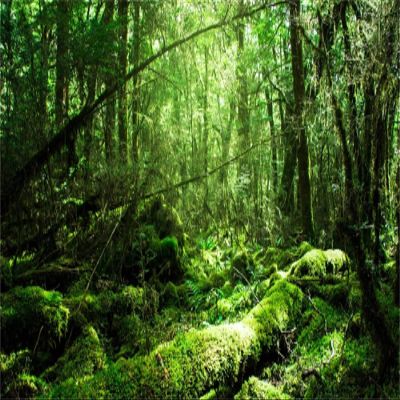MIRRORANG 120 x 46 cm Tropical Rainforest Aquarium/Terrarium Background, Green Tree, Durable Vinyl