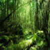 MIRRORANG 120 x 46 cm Tropical Rainforest Aquarium/Terrarium Background, Green Tree, Durable Vinyl view 1